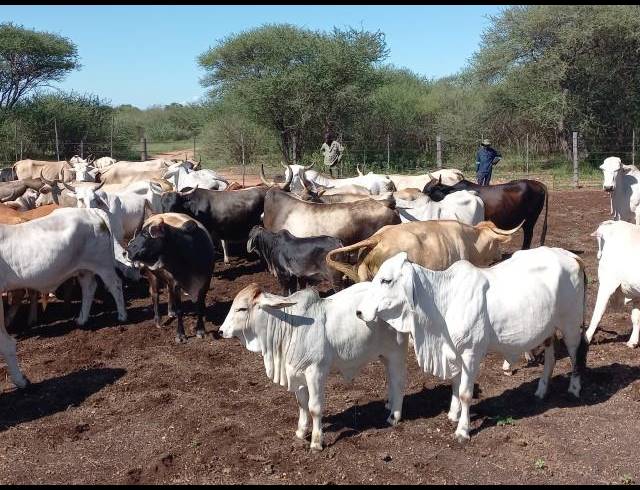 FARM FOR SALE IN WATERPOORT